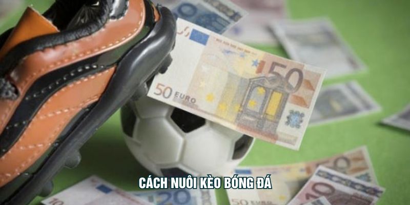 cách nuôi kèo bóng đá